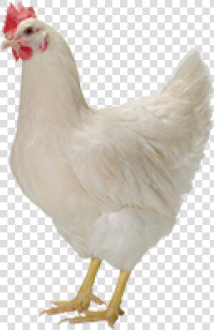 Reid Layers And Broilers   Heat Stress In Laying Hens  HD Png Download