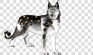 Sakhalin Husky  HD Png Download