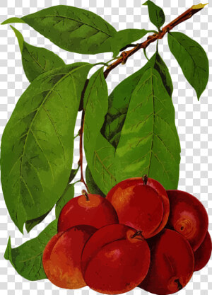 Plums 2 Clip Arts   European Plum  HD Png Download