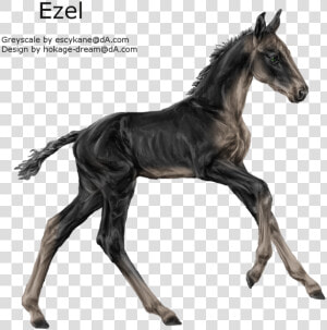 Foal Png Draw  Transparent Png