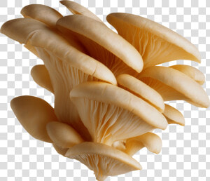 Mushrooms Png   Nature   Mushroom Png  Transparent Png