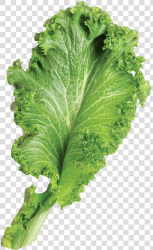 Transparent Leafy Vegetable Png  Png Download
