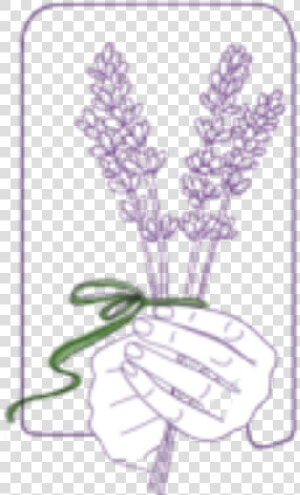 Lavender Sprigs   Illustration  HD Png Download