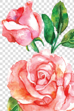 15 Pink Watercolor Roses Png For Free Download On Mbtskoudsalg   Rose Flowers Watercolor Png  Transparent Png
