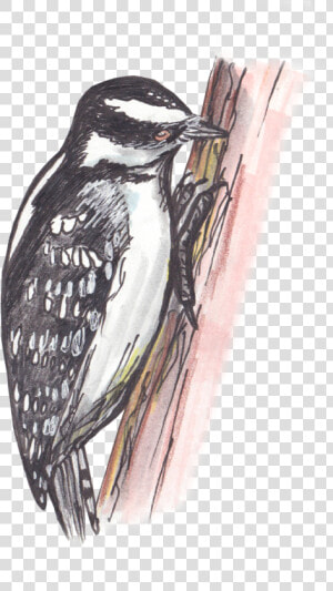 Leuconotopicus  HD Png Download