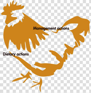 Poultryworld The Importance Of  HD Png Download