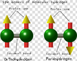 Difference Between Ortho And Para Hydrogen   Hydrogen Spin  HD Png Download