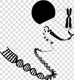 Transparent Double Helix Png   Euchromatin And Heterochromatin Diagram  Png Download