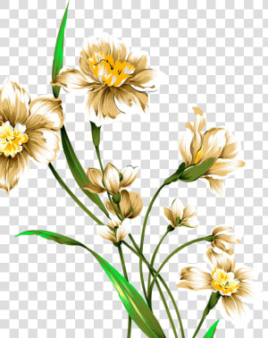 Transparent Daffodil Png   Daffodils Drawing Png  Png Download