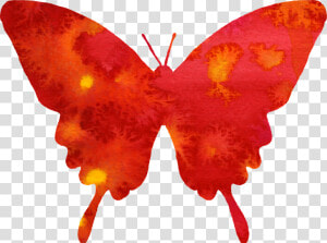 Emperor moths  HD Png Download