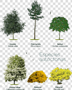 Pond Pine  HD Png Download