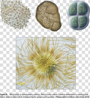 1 23 20 City Water Bacteria 2 Copy Class Img Responsive  HD Png Download