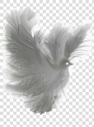 Dove Fantasy White Translucent Clip Arts   Dove Fantasy Png  Transparent Png