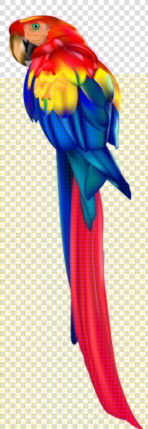 Transparent Guacamaya Png   Guacamayas Colombianas Dibujos  Png Download