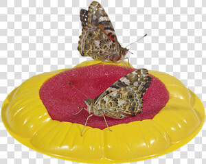 Butterfly Feeder Sponge  HD Png Download