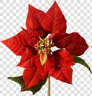 Poinsettia Flower Christmas Cutting Joulukukka  HD Png Download