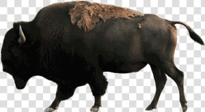 Drive Through Safari  amp  Petting Zoo In Sequim  Wa   Bison  HD Png Download