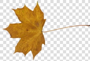 Maple Leaf   Transparent Dry Leaf Png  Png Download
