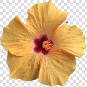  роза freetoedit   Chinese Hibiscus  HD Png Download