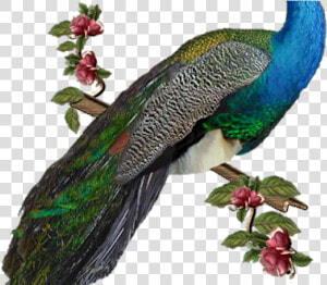 Peacock Png Transparent Images   Peacock Png  Png Download