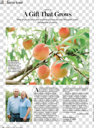 Geraldine S Peaches   Folio Seven From Burchard Of Sion  39 s De Locis Ac Mirabilibus  HD Png Download