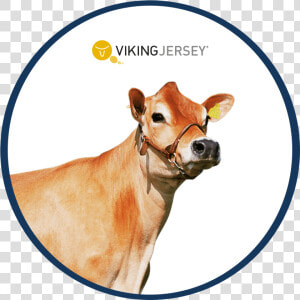 Cows Png  Transparent Png