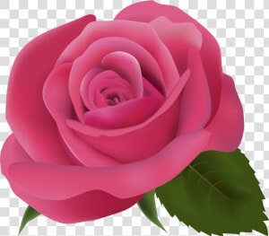 Pink Clip Art   Pink Rose Transparent Background  HD Png Download