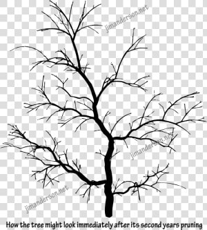 Can Branches Grow Back After Being Cut  HD Png Download