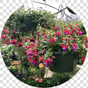 Transparent Hanging Plant Png   Fuchsia  Png Download