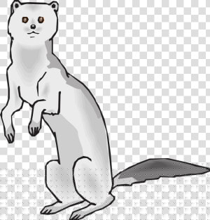 Mink Drawing  HD Png Download