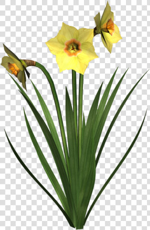 Daffodils Free Png Image   Dafodile Png  Transparent Png