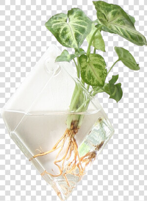 Hanging Plants On Walls  HD Png Download