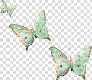 Lycaenid  HD Png Download