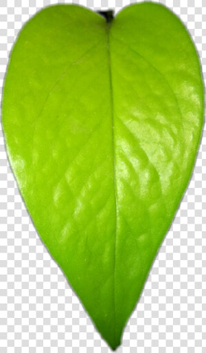  cute  green   Northern Catalpa  HD Png Download