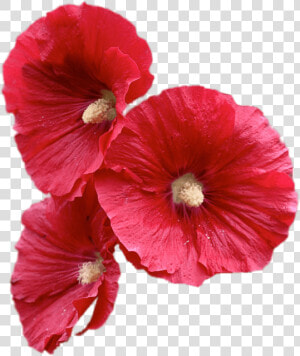 Red Hollyhock Flowers   Hollyhock Flower Png  Transparent Png