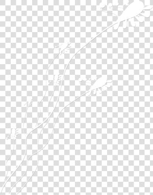 Transparent Adornos Png   Line Art  Png Download