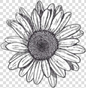 Flower Drawings Sketch   Transparent Flower Drawing Png  Png Download