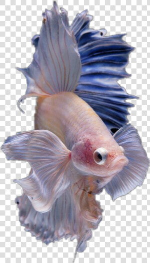 Hd Halfmoon Betta Fish  HD Png Download