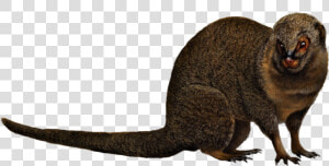 Mongoose Png  Transparent Png