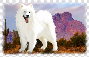 Canadian Eskimo Dog  HD Png Download