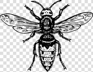 Symmetry monochrome Photography tree   Fly Clipart Black And White  HD Png Download