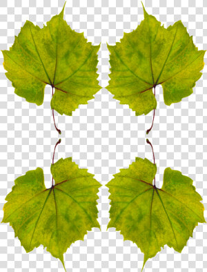 Planta De Uva Hojas  HD Png Download
