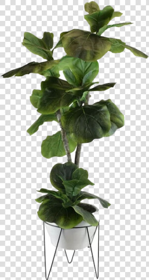 Fig Leaf Png  Transparent Png
