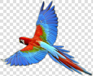 Transparent Tucano Png   Parrot Png  Png Download