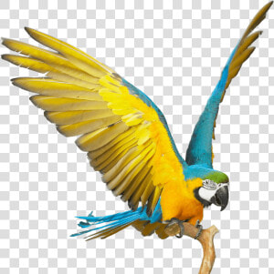 Blue And Yellow Macaw Png  Transparent Png