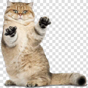 Transparent Funny Cat Png   Transparent Cute Cat Png  Png Download