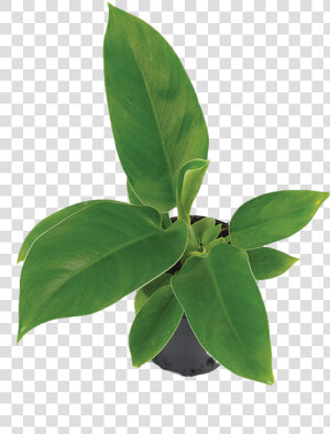 Transparent Philodendron Png   Bay Laurel  Png Download