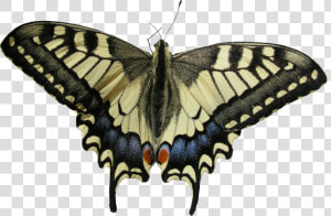 Swallowtail Butterfly  HD Png Download