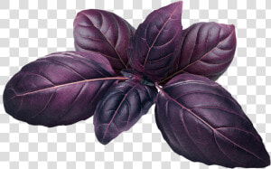 Purple Basil  HD Png Download