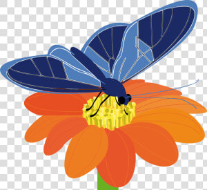 Blue Butterfly With Flower Svg Clip Arts   Butterflies On Flower Clipart  HD Png Download